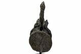 Sauropod (Barosaurus) Caudal Vertebra w/ Metal Stand - Wyoming #334646-6